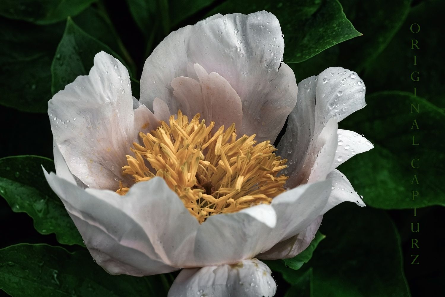 White Peony