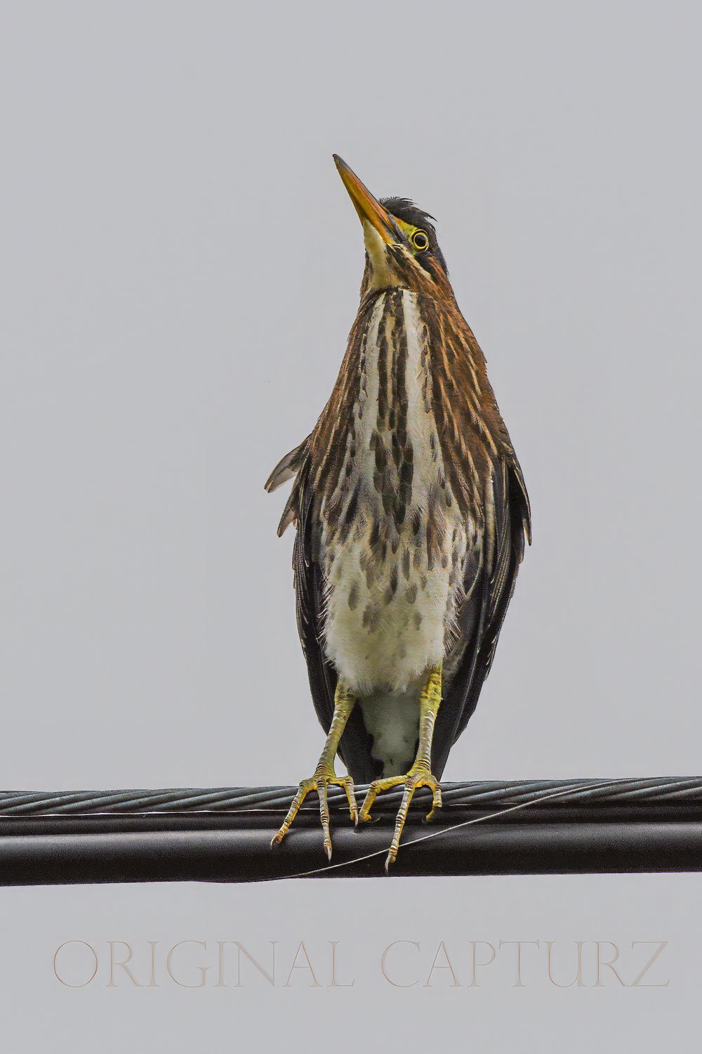 Green Heron on a Wire