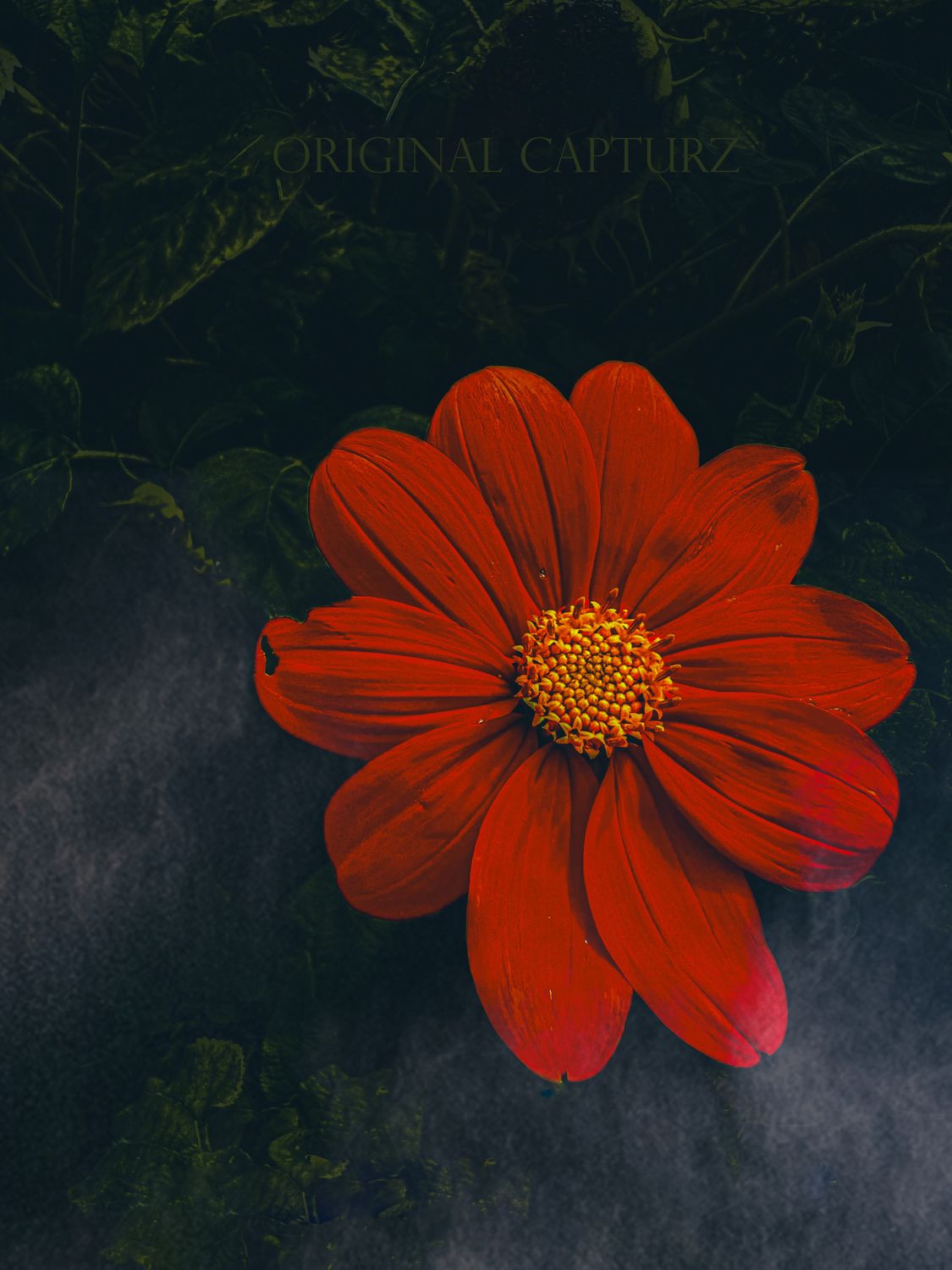 Red Dahlia