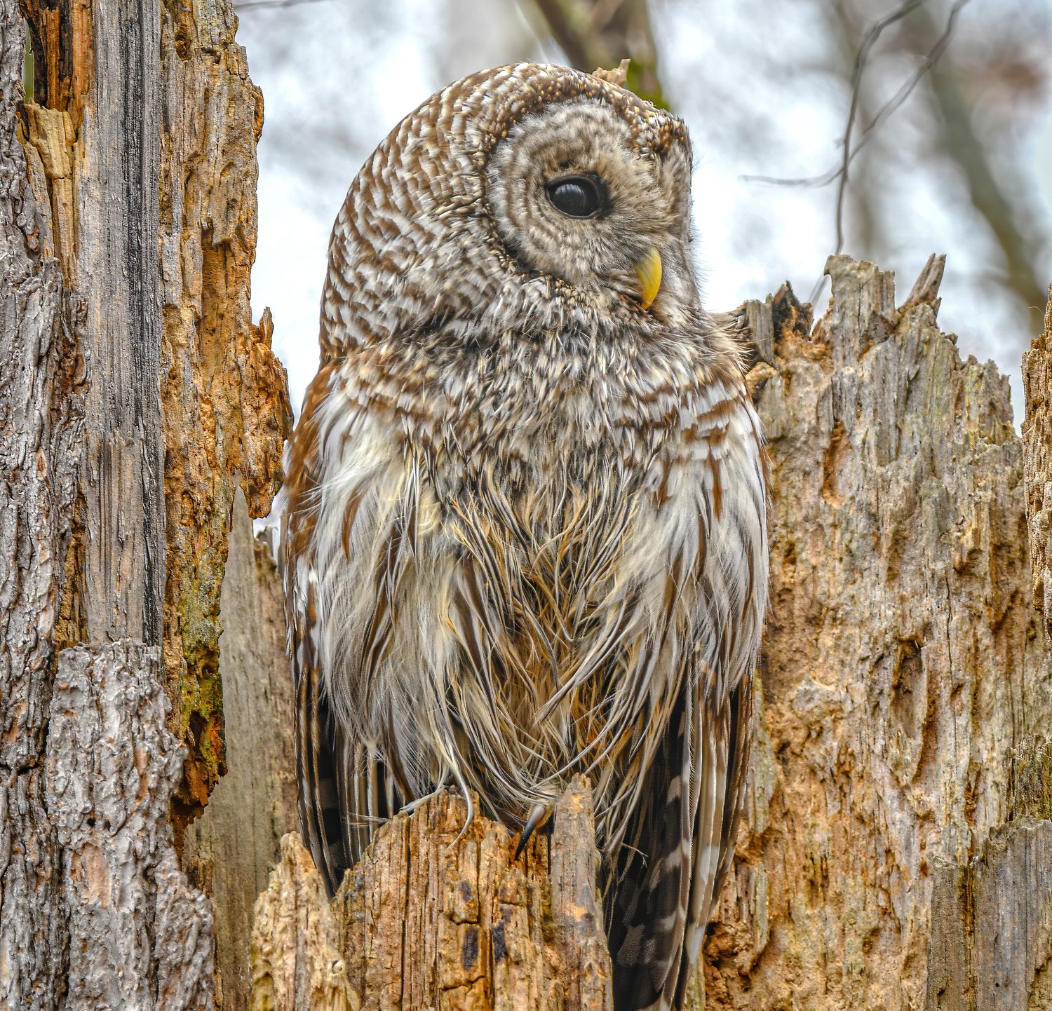Barred Owl