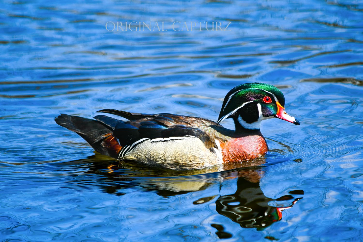 Male Wood Duck