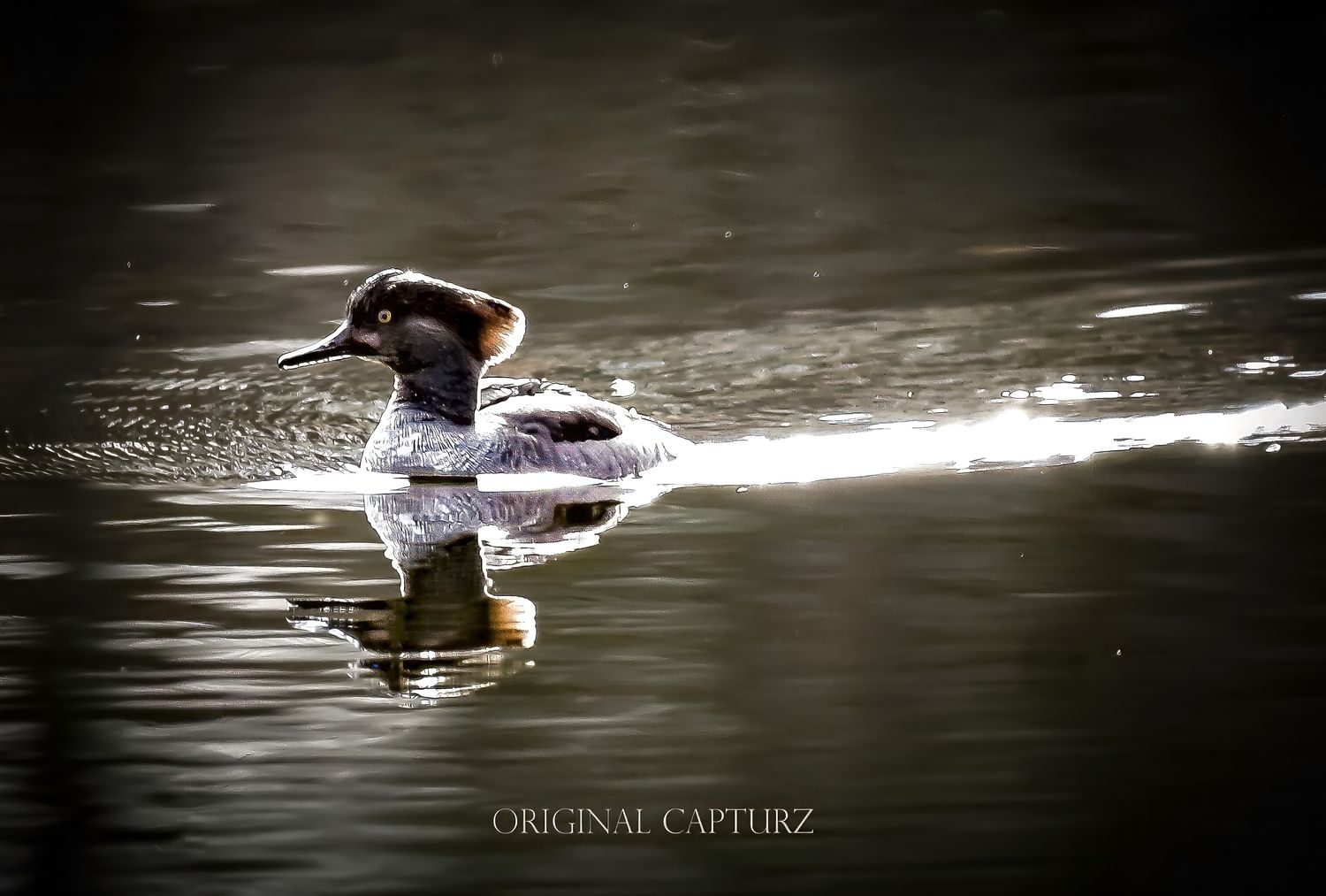Common Merganser