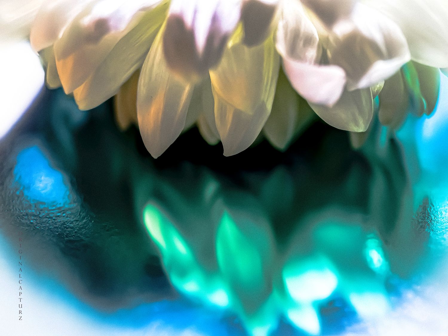Chrysanthemum Reflection