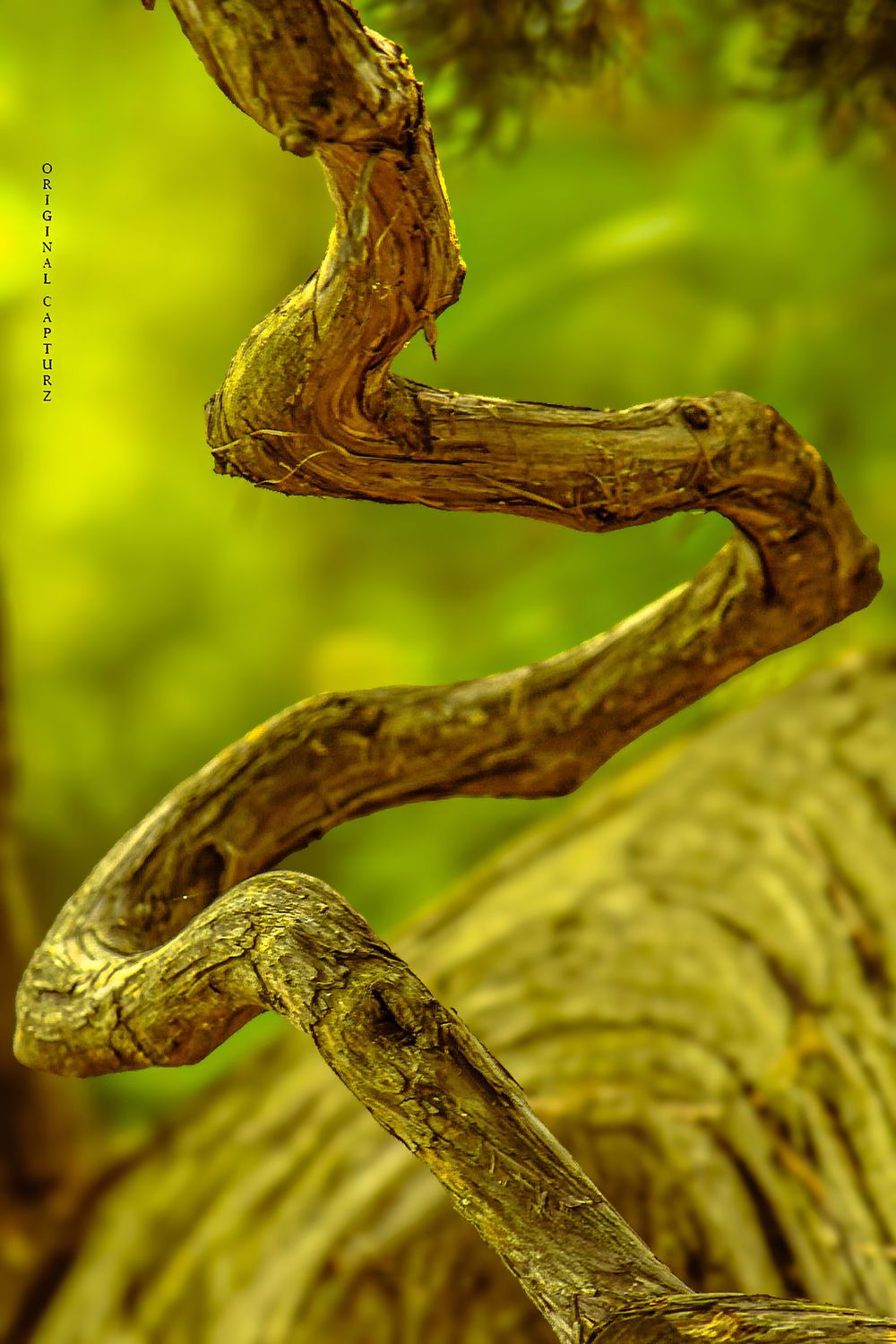 Nature's Grace