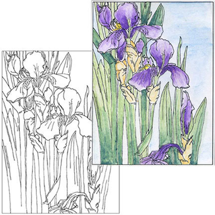 Iris Coloring Page