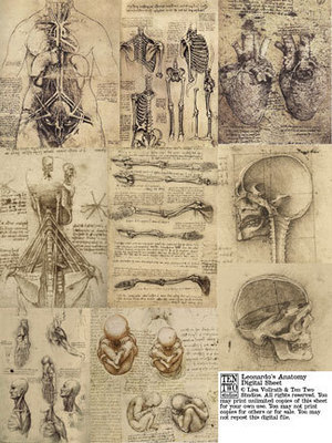 Leonardo's Anatomy