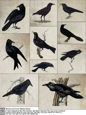 Ravens & Crows