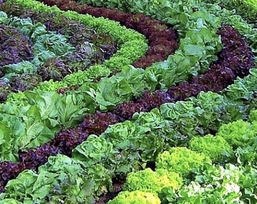 WINTER VEGGIE BOX 🥬🥕🧅🥔💜 Thursdays 9A-1P Box/Share (Order here weekly)