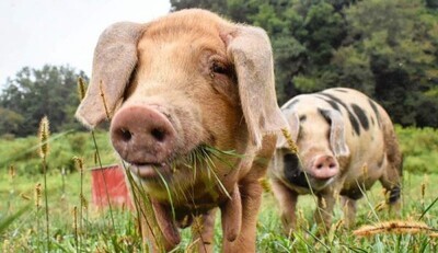 🐖 Pork Bacon 🥓