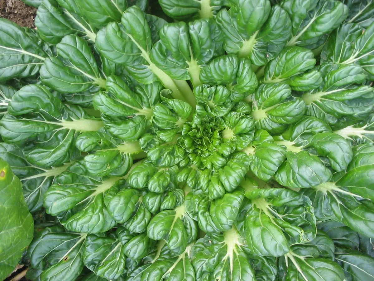 GREEN🥬 Mondays 9A-9P Spring 3/4 Size Veggie Box 10 weeks starting in May! 👩🏼‍🌾🧑🏻‍🌾 (Organic) 💚