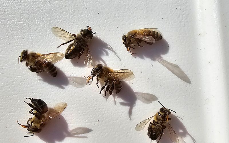 Dried Honey Bees for Arts and Crafts - Curio - Specimen