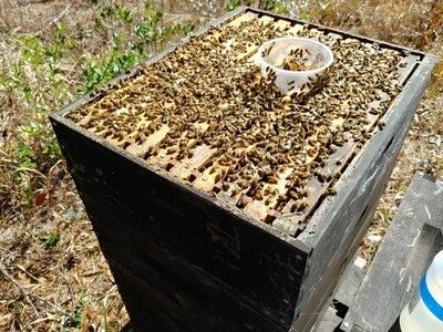 Bee Hive with live bees (Pickup Only)