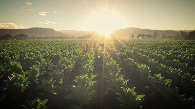 Tobacco