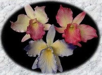 Cattleya Orchid with BONUS Mini Petal Tutorial (by Unusual Cakes For You)