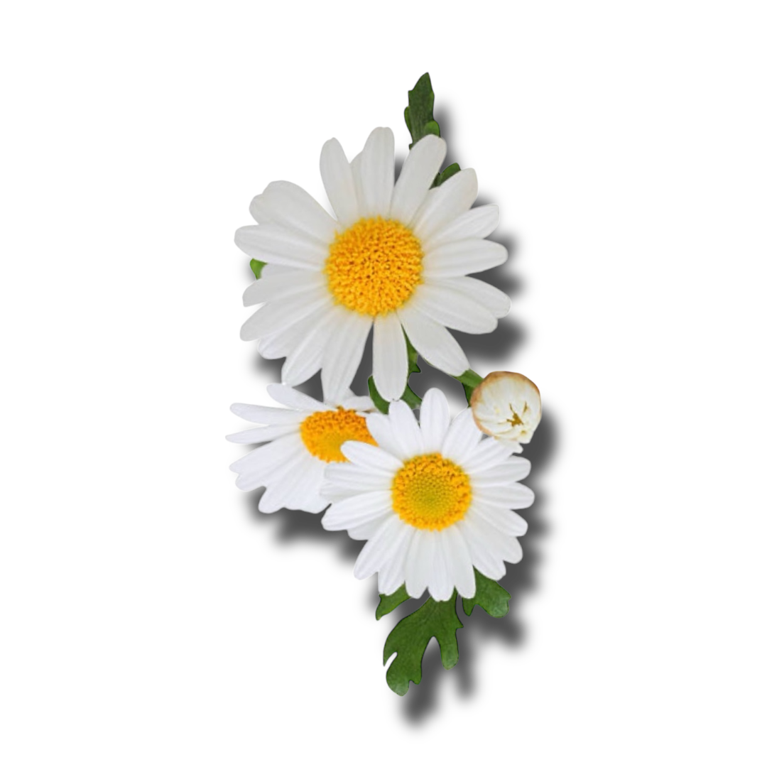German Chamomile , Organic/Wildcrafted oil - 1ml