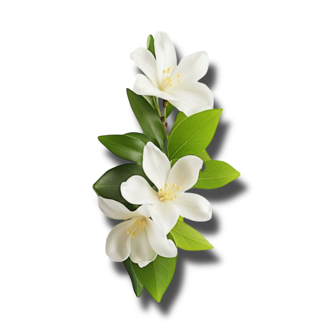 Jasmine, Organic/Wildcrafted oil - 1ml