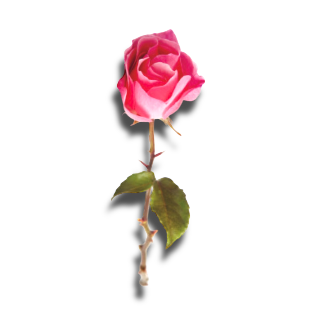 Rose, Organic/Wildcrafted oil - 1ml