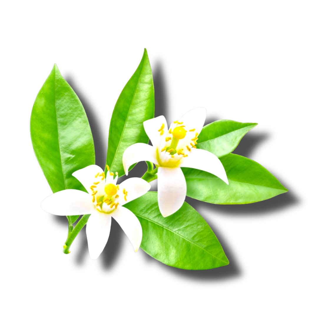 Neroli  , Organic/Wildcrafted oil - 1ml