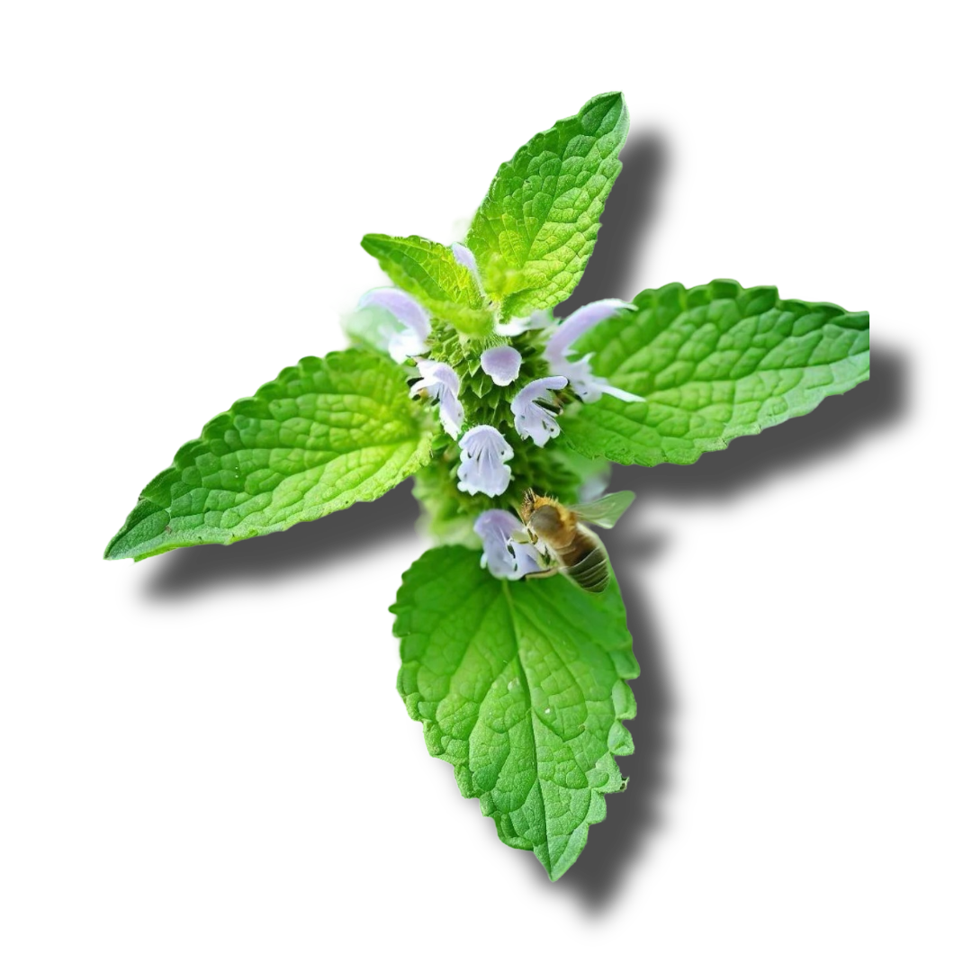 Melissa, Organic/Wildcrafted oil - 1ml