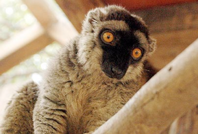 Beit Singer Animal Adoption - Lemur Monkey