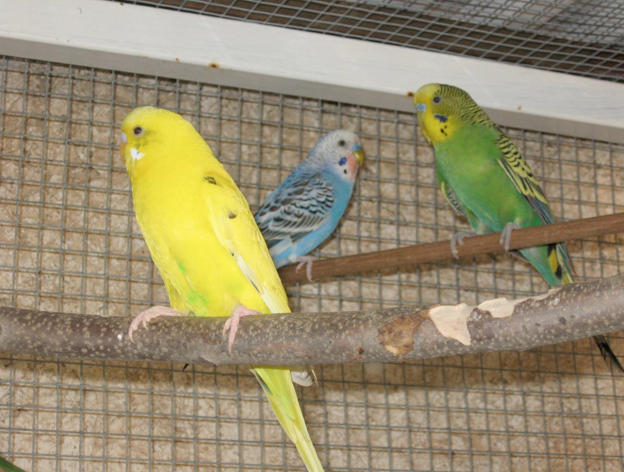Beit Singer Animal Adoption - Australian Budgerigar Parrot