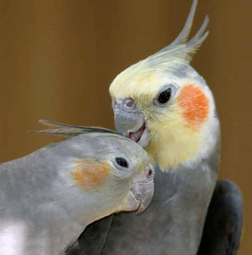 Beit Singer Animal Adoption - Cockateil Parrot