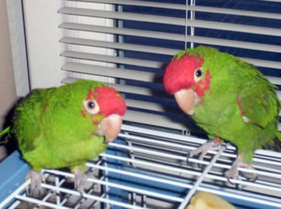 Beit Singer Animal Adoption - Conure Parrot
