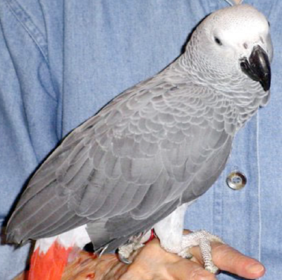 Beit Singer Animal Adoption - Jacko Talking Parrot