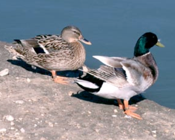 Beit Singer Animal Adoption - Duck