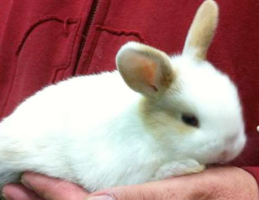 Beit Singer Animal Adoption - Rabbit
