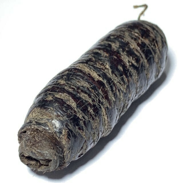 Takrut Hnaa Bpaag Suea Maha Amnaj 4 Cm Tiger Forehead Scroll Spell Circa 2450 BE Free EMS Luang Phu Bun Wat Klang Bang Gaew