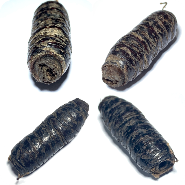 Takrut Hnaa Bpaag Suea Maha Amnaj 4 Cm Tiger Forehead Scroll Spell Circa 2450 BE Free EMS Luang Phu Bun Wat Klang Bang Gaew