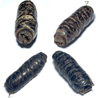 Takrut Hnaa Bpaag Suea Maha Amnaj 4 Cm Tiger Forehead Scroll Spell Circa 2450 BE Free EMS Luang Phu Bun Wat Klang Bang Gaew