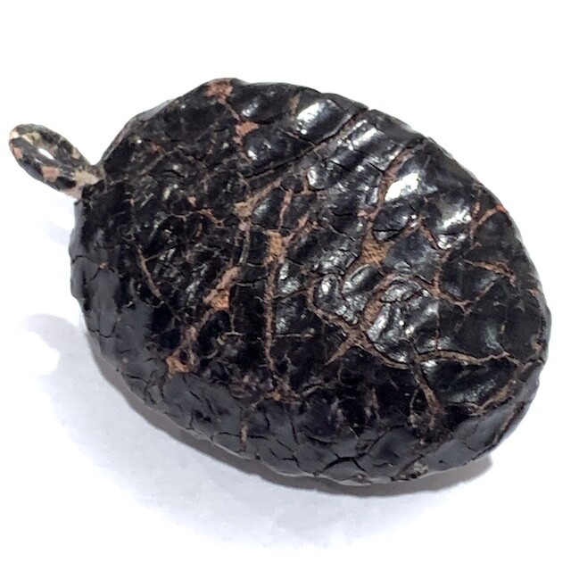 Bia Gae Thak Chueak Long Rak Huang Diaw Ancient Cowrie Shell Amulet Luang Phu Rod Wat Nai Rong Free EMS