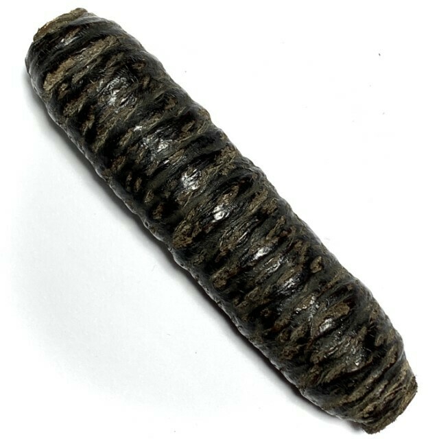 Takrut Hnaa Bpaag Suea Maha Amnaj Large Size 7 Cm Tiger Forehead Scroll Spell 2450 BE Free Express Shipping Luang Phu Bun