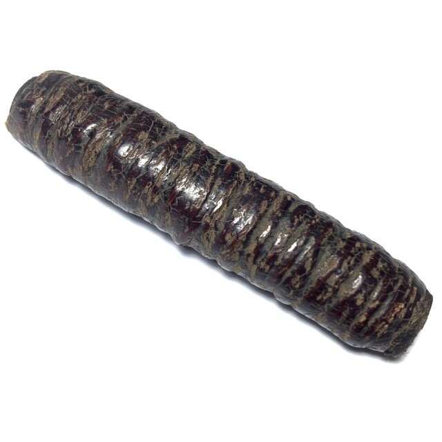 Takrut Hnaa Bpaag Suea Maha Amnaj Large Size 7.7 Cm Tiger Forehead Scroll Spell 2450 BE Luang Phu Bun Free Express Shipping