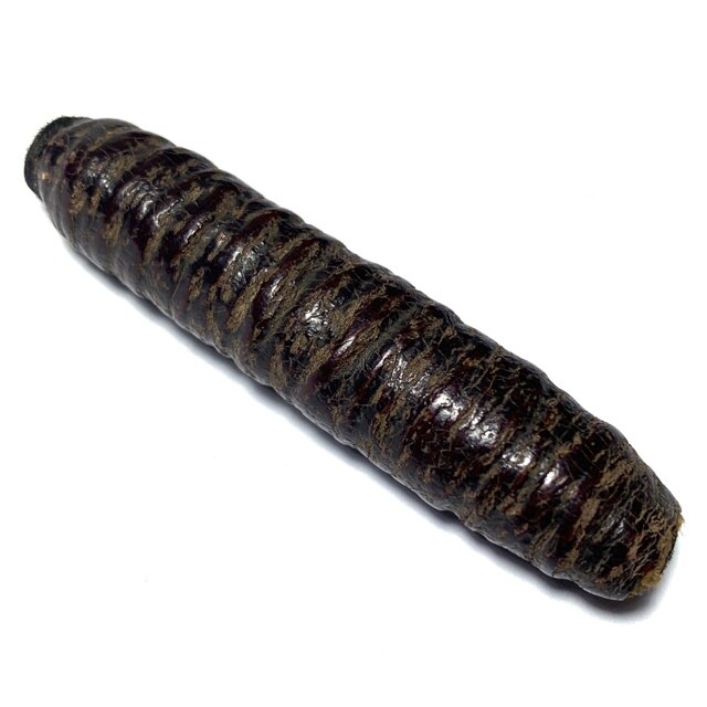 Takrut Hnaa Bpaag Suea Maha Amnaj Large Size 7.7 Cm Tiger Forehead Scroll Spell 2450 BE Luang Phu Bun Free Express Shipping
