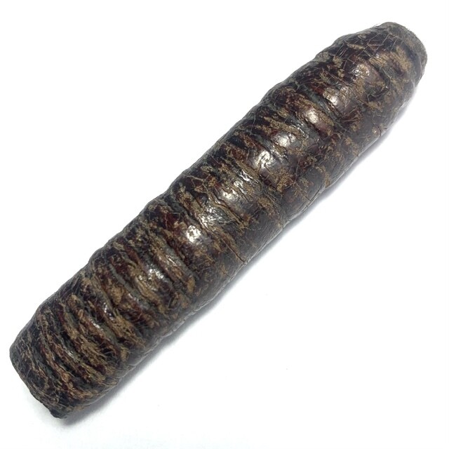 Takrut Hnaa Bpaag Suea Maha Amnaj Large Size 7.5 Cm Tiger Forehead Scroll Spell 2450 BE Luang Phu Bun