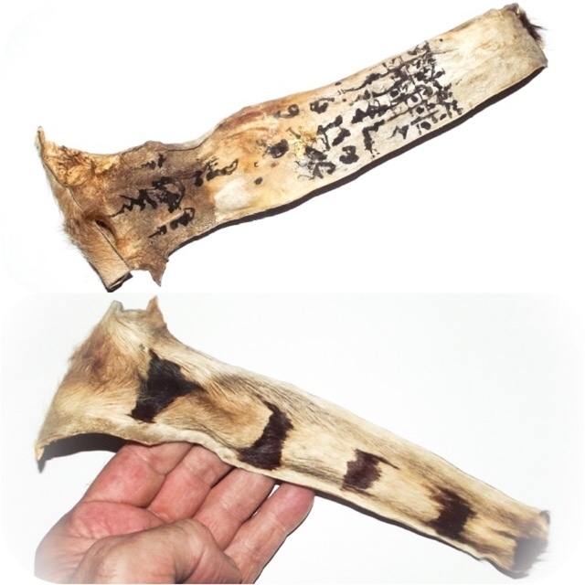 Hang Suea Tiger Tail with Sacred Khom Agkhara Inscriptions 9 Inches - Luang Por Phern Wat Bang Pra