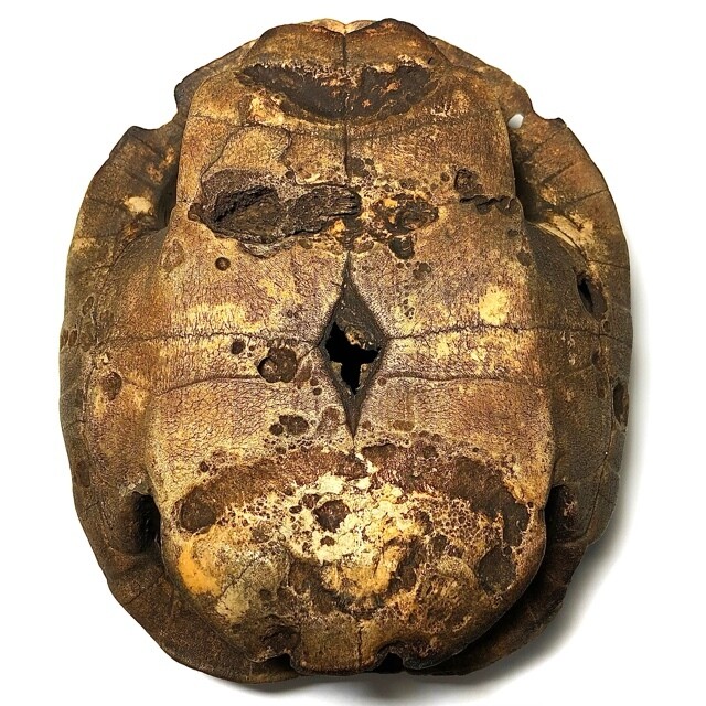 Gradong Paya Tao Ruean Gae Hanuman Carved Shell Hand Khom Spell Inscriptions - Unknown Sorcerer