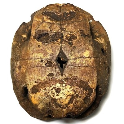 Gradong Paya Tao Ruean Gae Hanuman Carved Shell Hand Khom Spell Inscriptions - Unknown Sorcerer