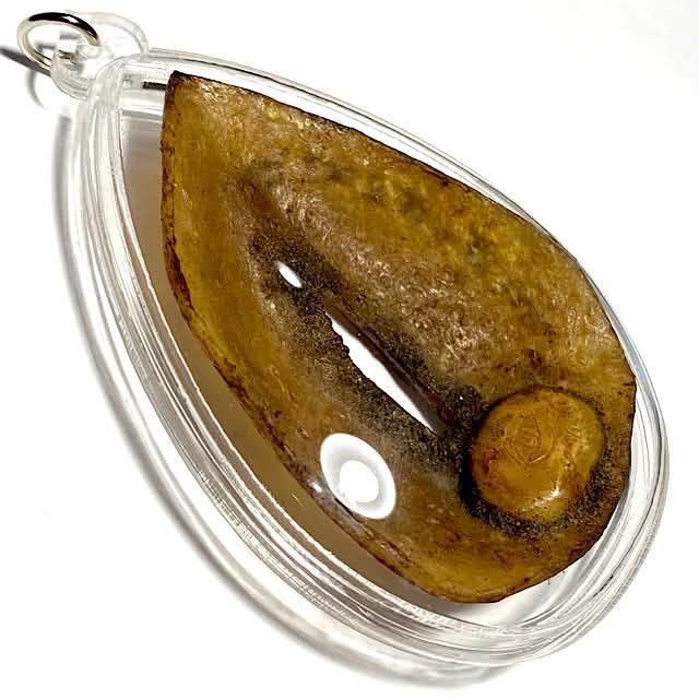 Large Chin Aathan Yoni Mae Nuea Horm Fang Ploi Necromantic Carved bone Vulva Charm Luang Por Pina