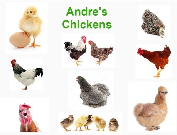 Andre's Chickens