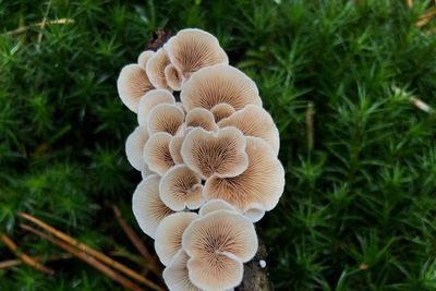 Mushroom Supplements
