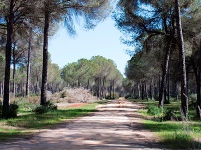 Ruta circular Pinares de Puebla/Aznalcázar