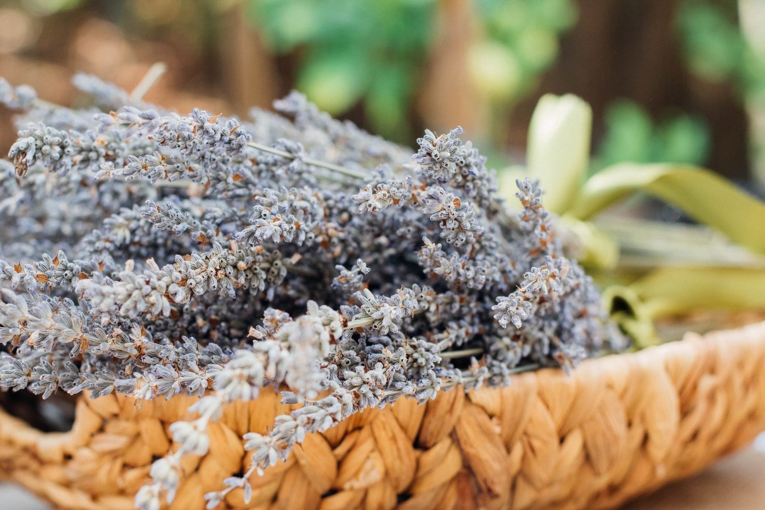 Dried Lavender Bouquet
