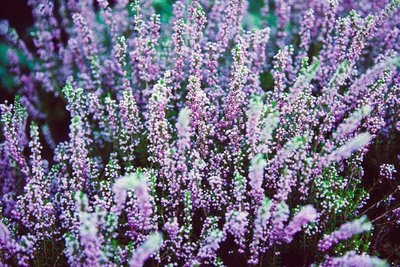 Fresh Lavender— Munstead variety (when in season)
