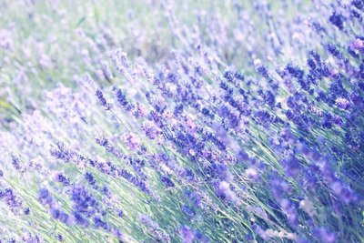 Fresh Lavender— Hidcote variety (when in season)