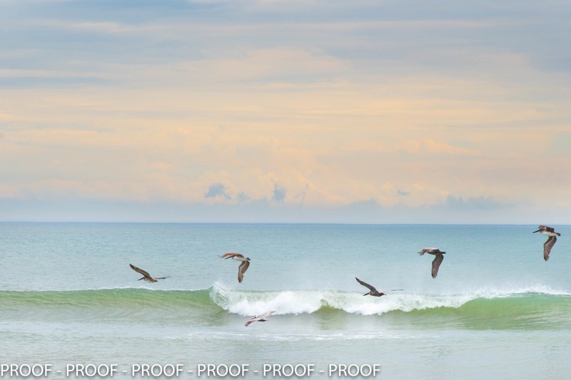 When I Dip  -  11x14 Print