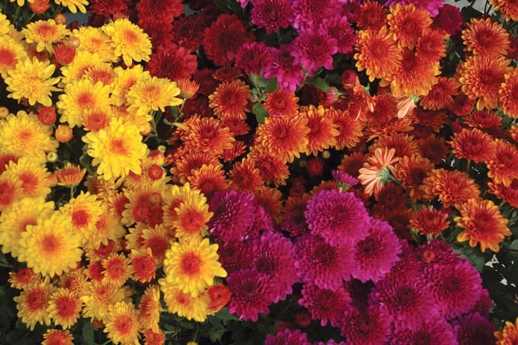 Fall Mums - 9-inch - Available in 5 Colors! (Pre-Order)
